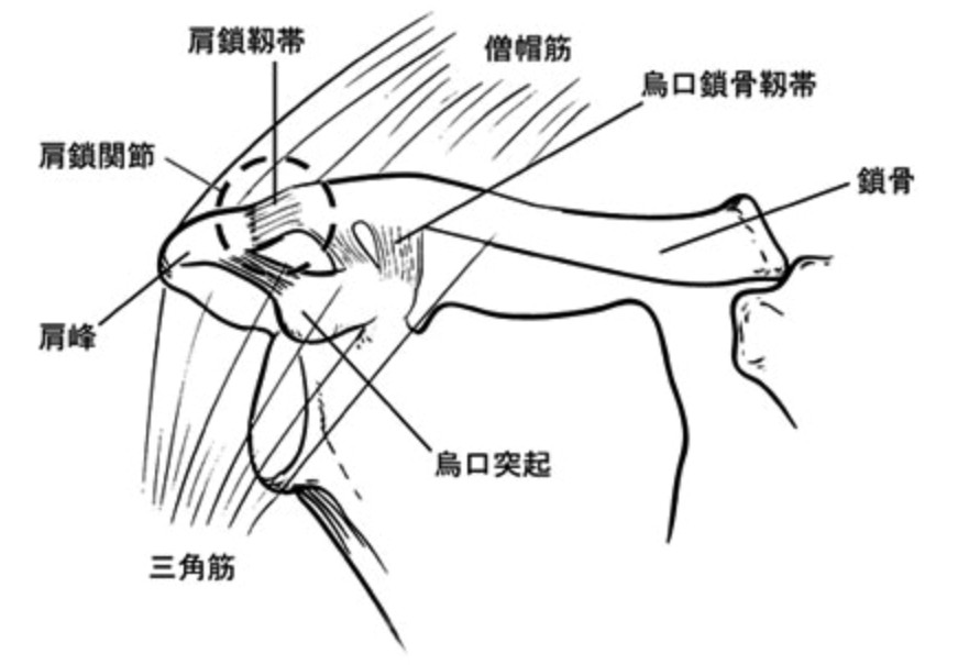 肩鎖関節脱臼01